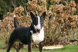 BULL TERRIER MINIATURE 308